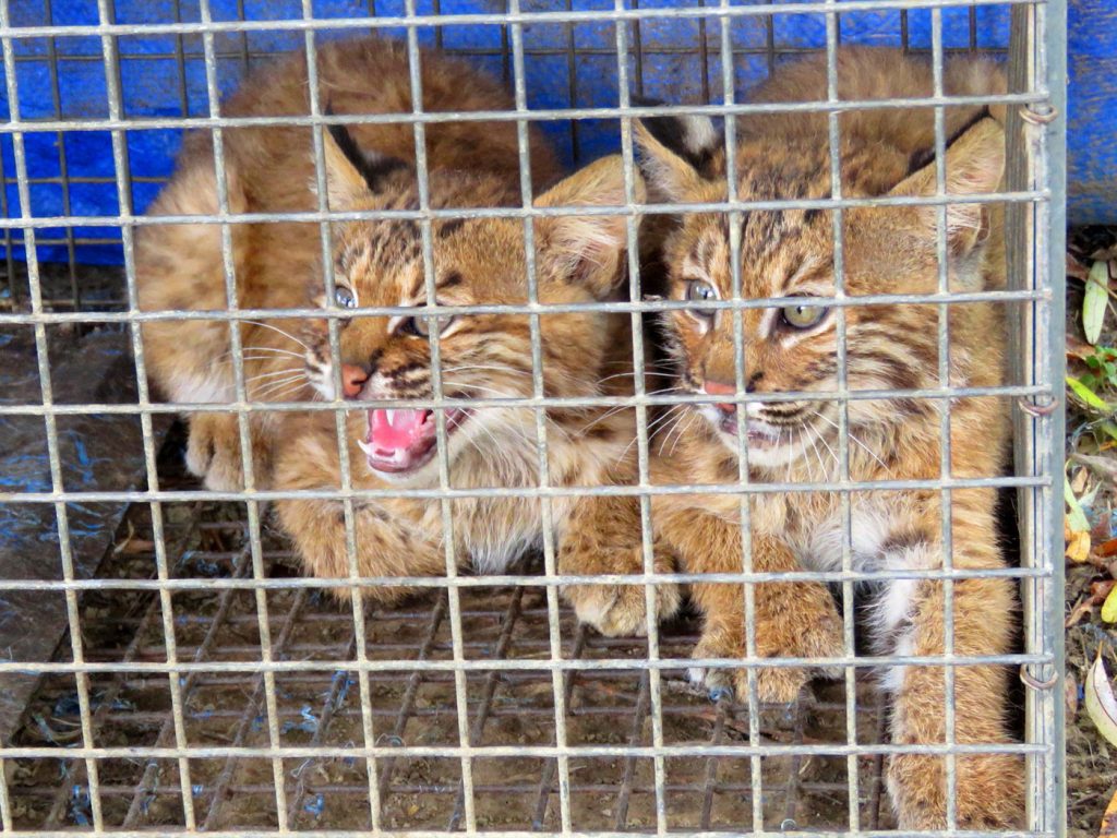 baby bobcats