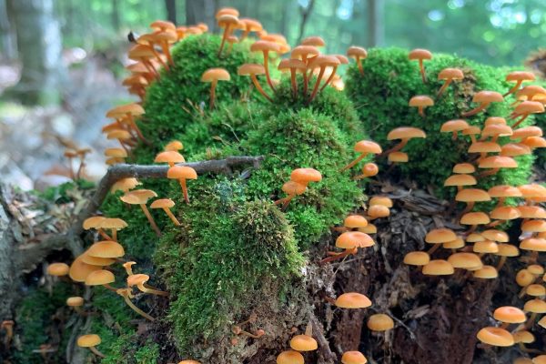 banner-mushrooms