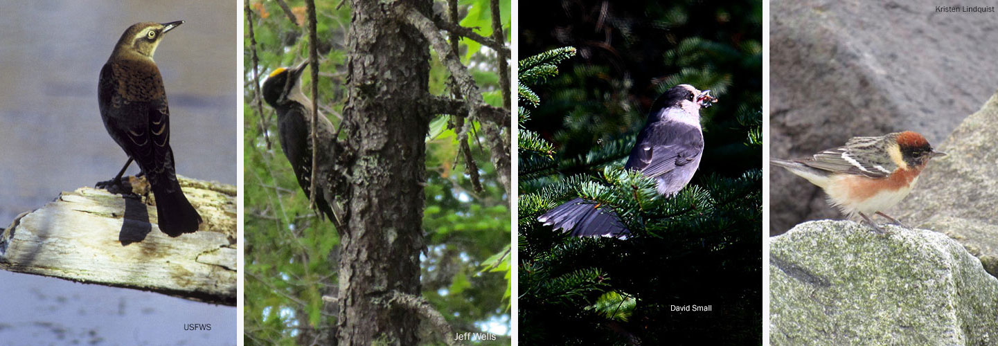 birds at KWW National Monument