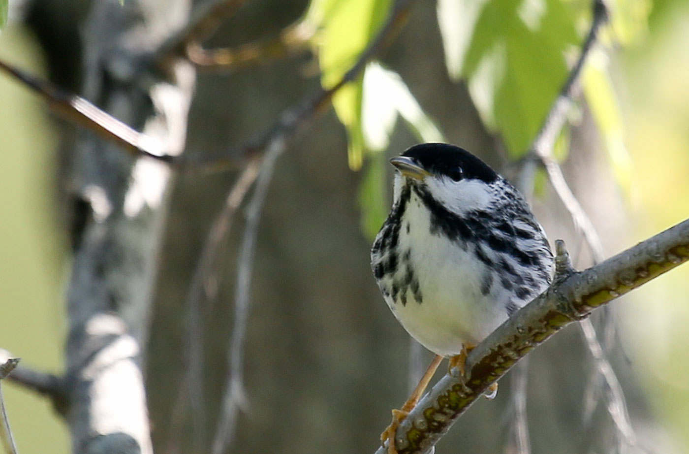 Blackpoll Warbler in tree