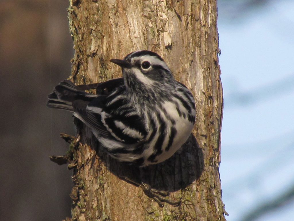 Black-and-white Warbler in Topsham
