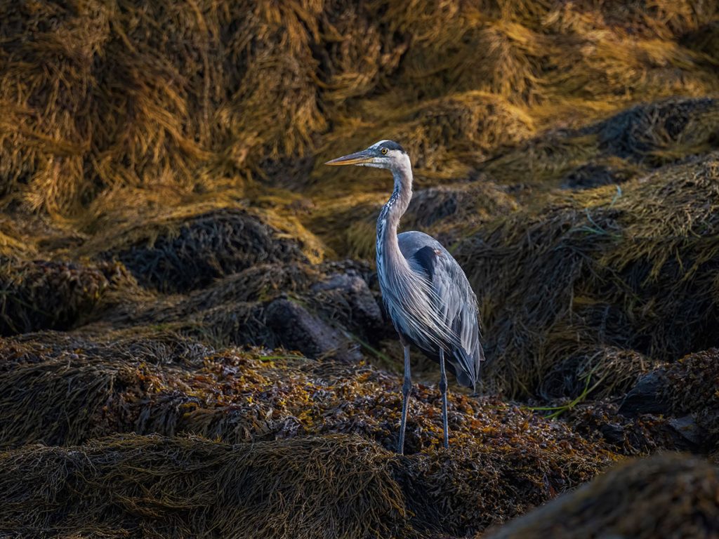 Great Blue Heron