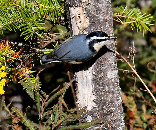 Red-breasted Nuthatch