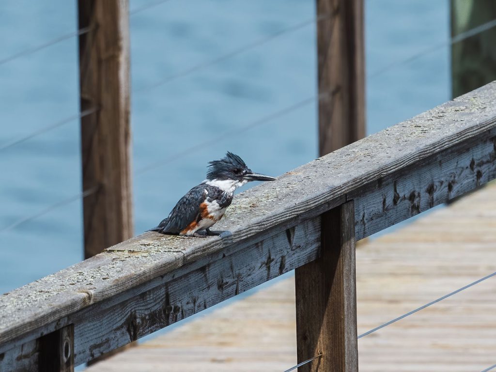 bird on railing