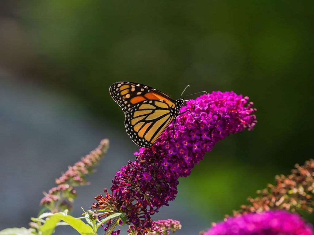 monarch butterfly