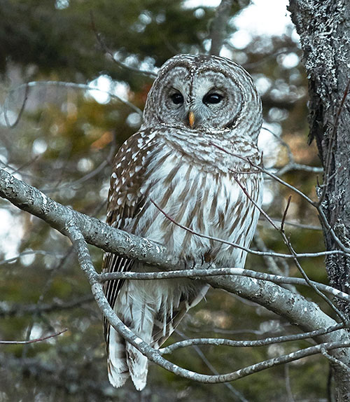 Barred Owl