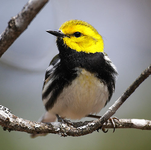 Black-throated Green Warbler