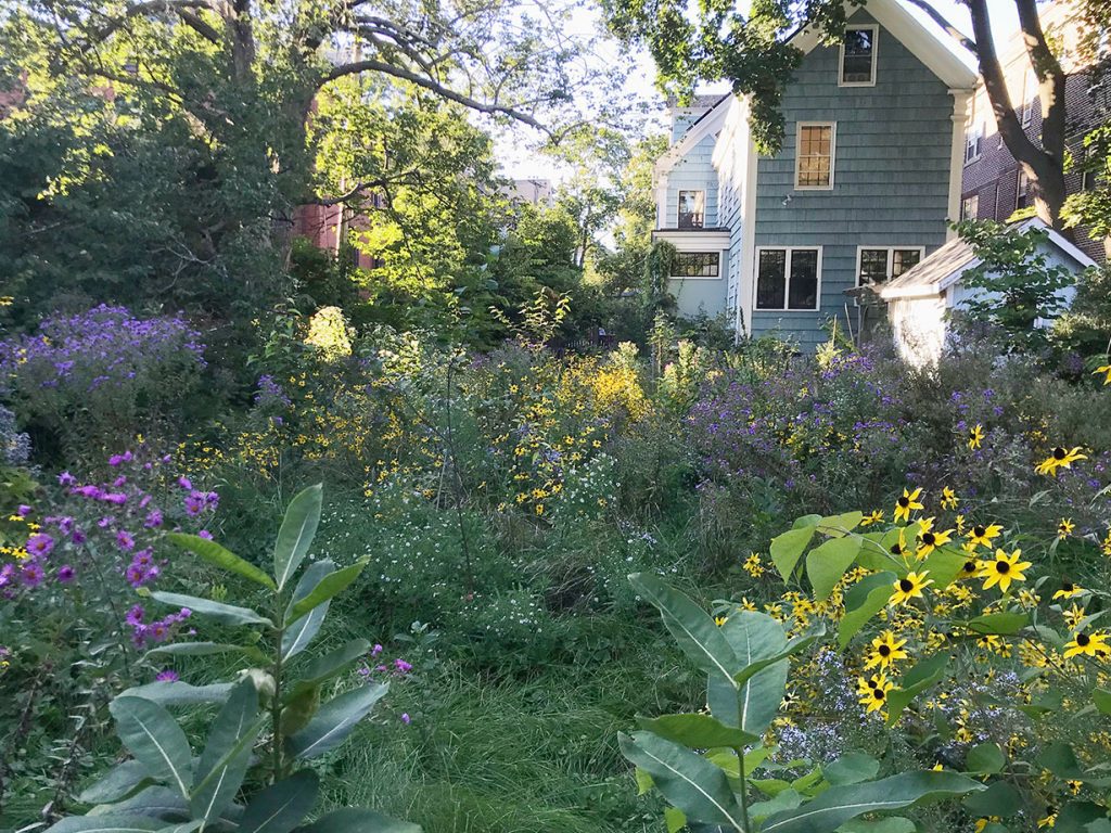 house and garden of native plants