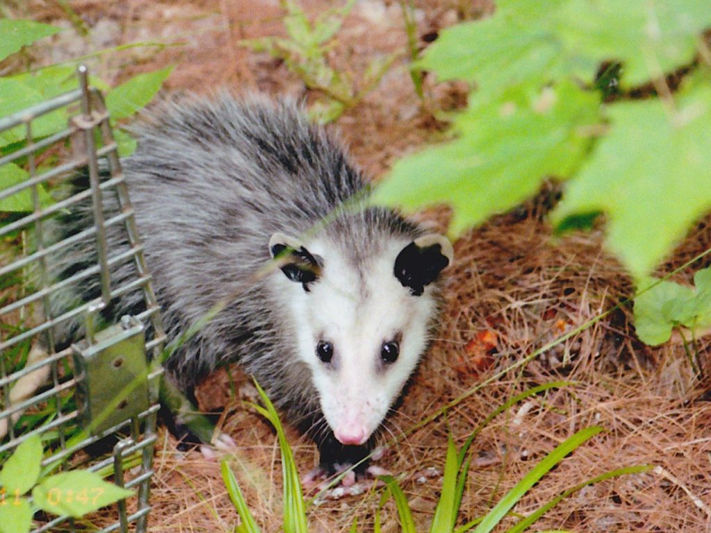 opossum coming out of cage