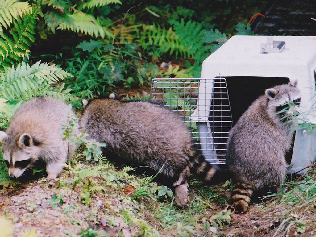 raccoons being released into wild