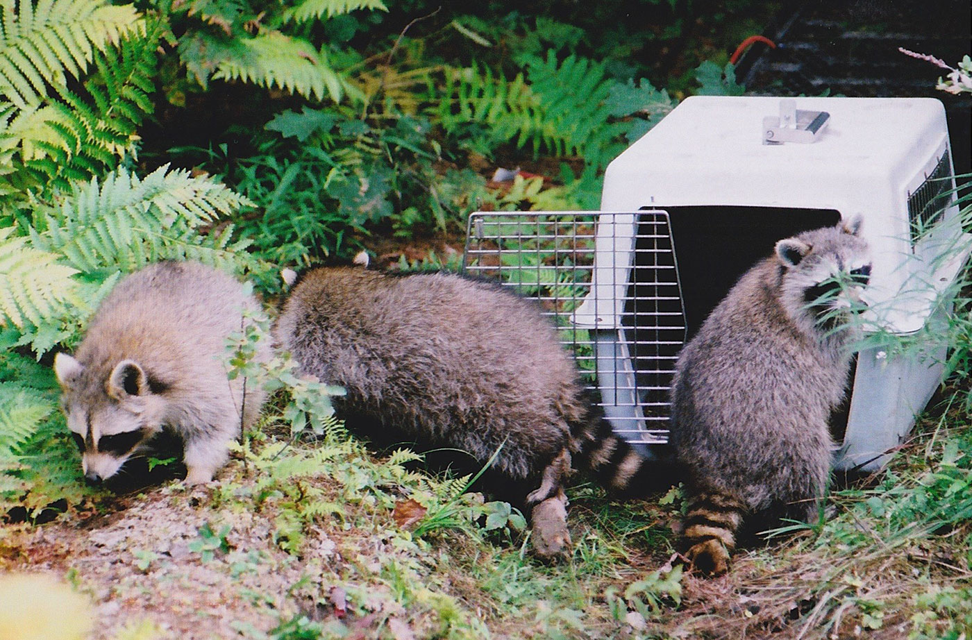raccoons being released into wild