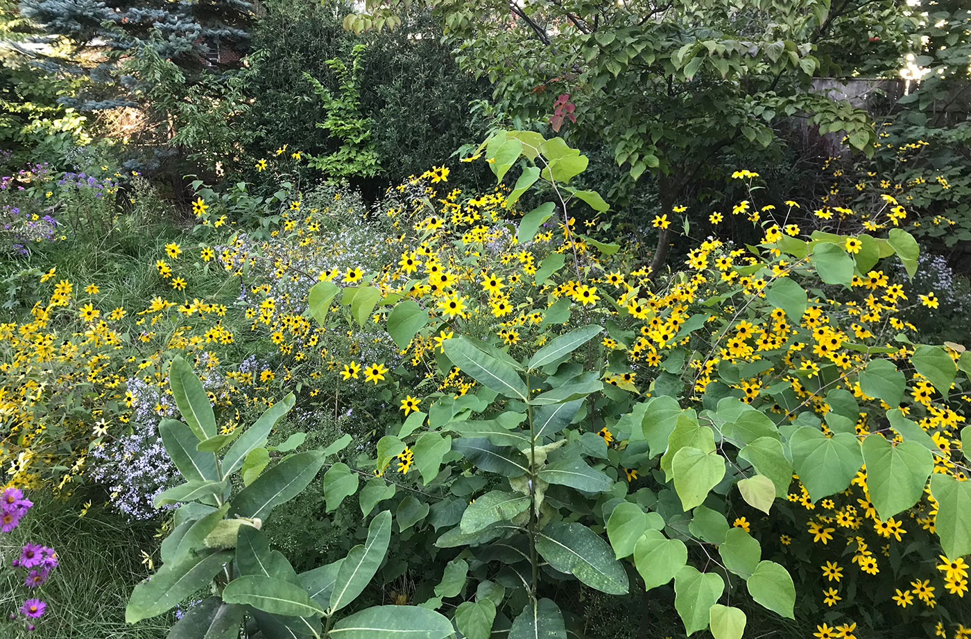 native plant garden