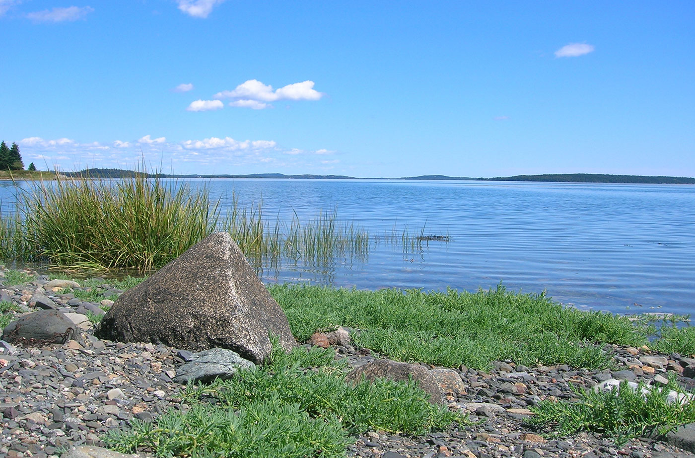 Cobscook Bay by Allison Wells