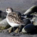 Semipalmated Sandpiper