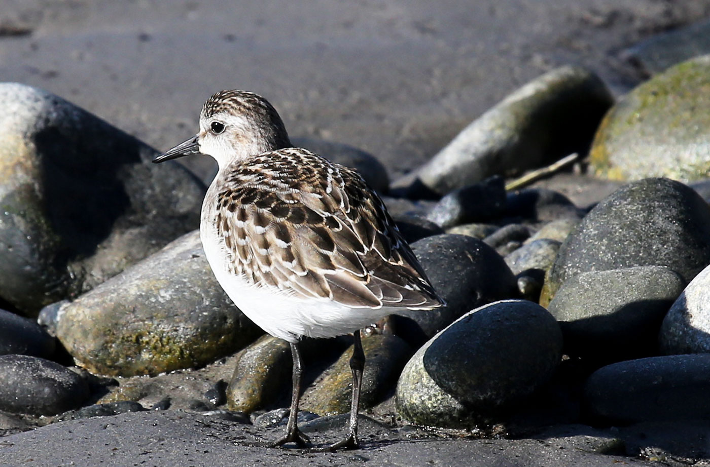 Semipalmated Sandpiper