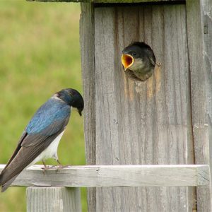 two birds in birdhouse