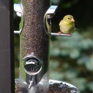 Goldfinch at bird feeder