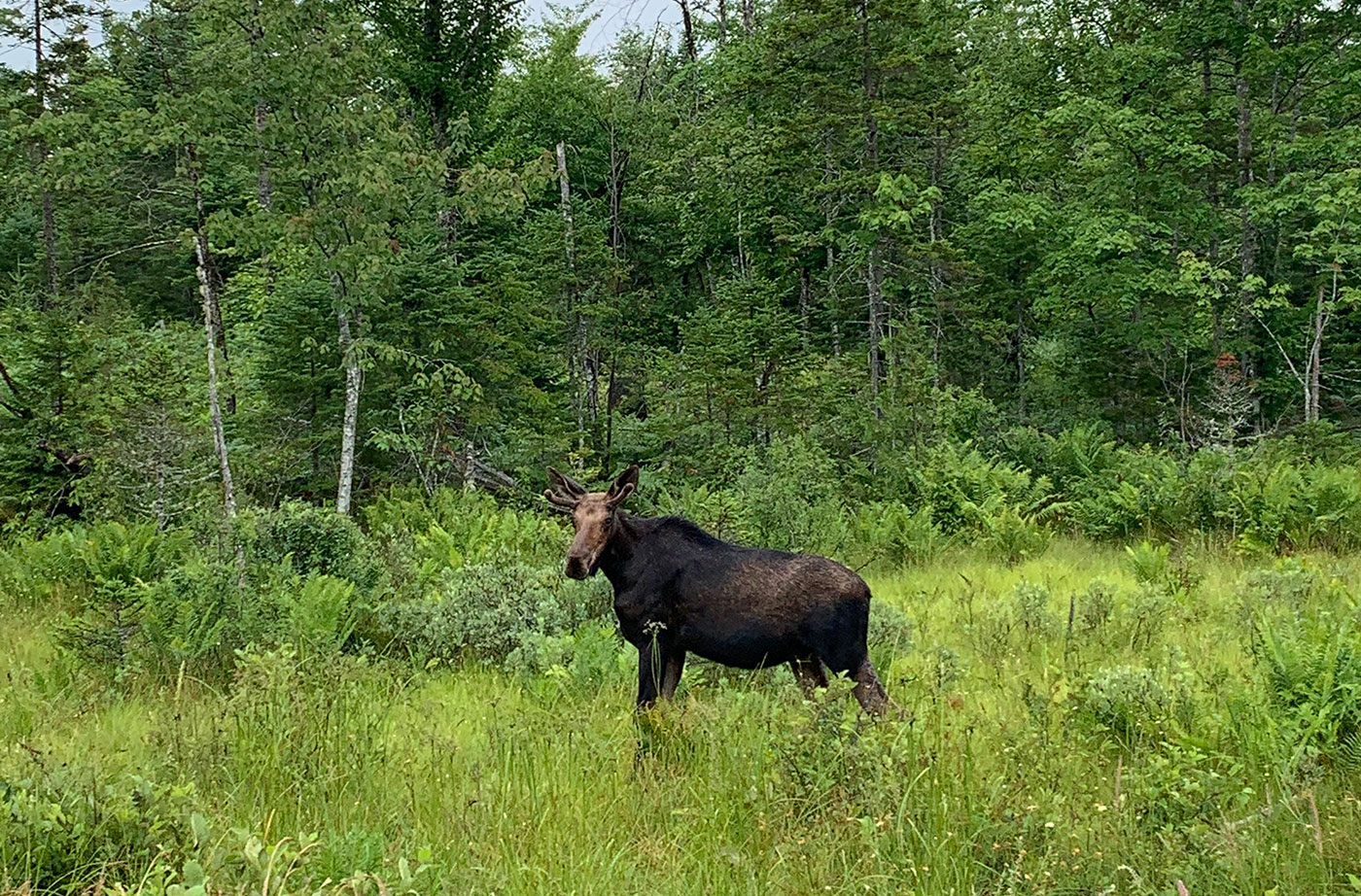 Moose outside Millinocket