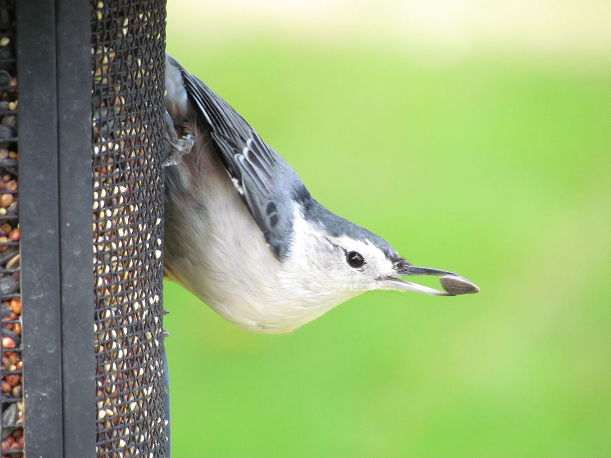 Nuthatch at bird feeder. Photo by Tina Richard