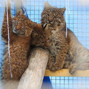 three young bobcats
