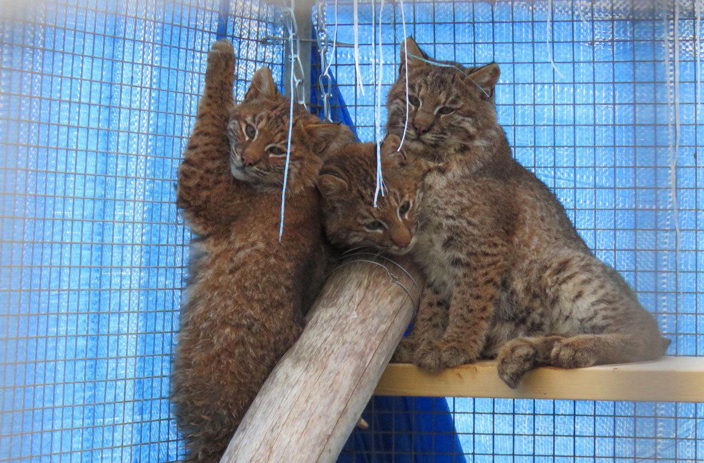 three young bobcats in cage