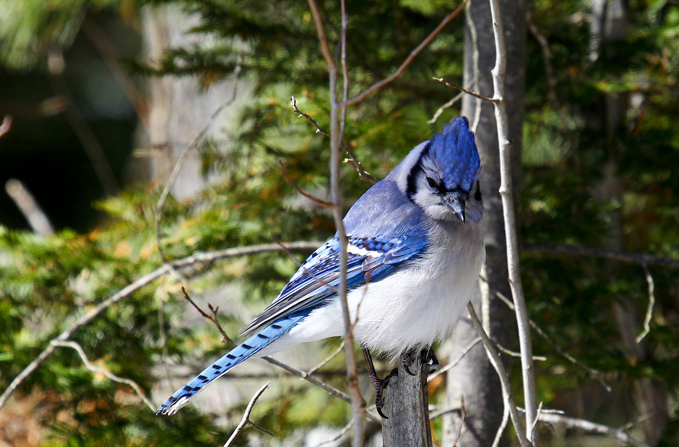 Blue Jay in tree