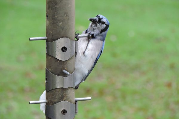 Blue Jay on feeder