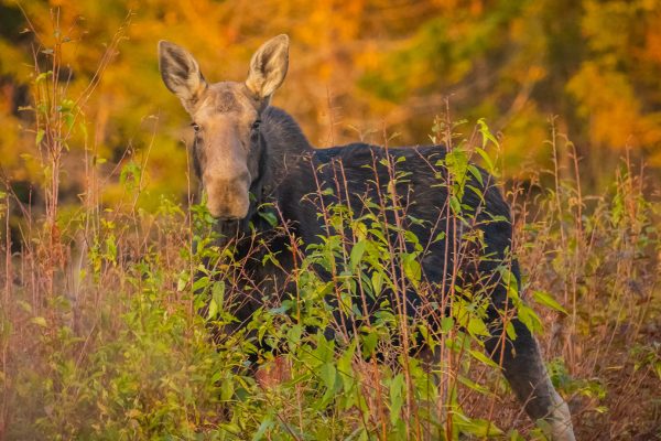 moose calf