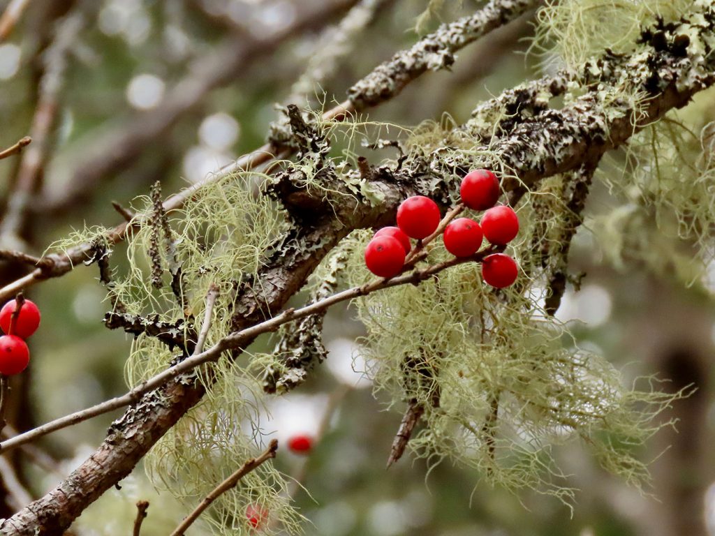 Winterberry and Usnea lichen (Old Man’s Beard)