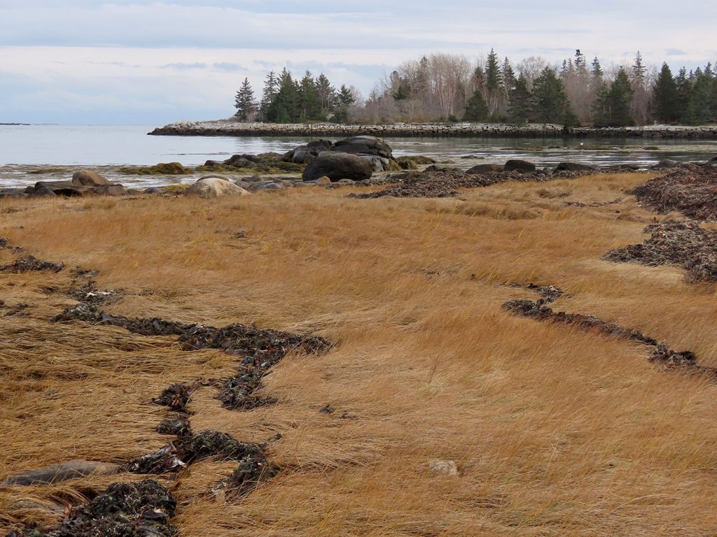 Clark Island grass and water