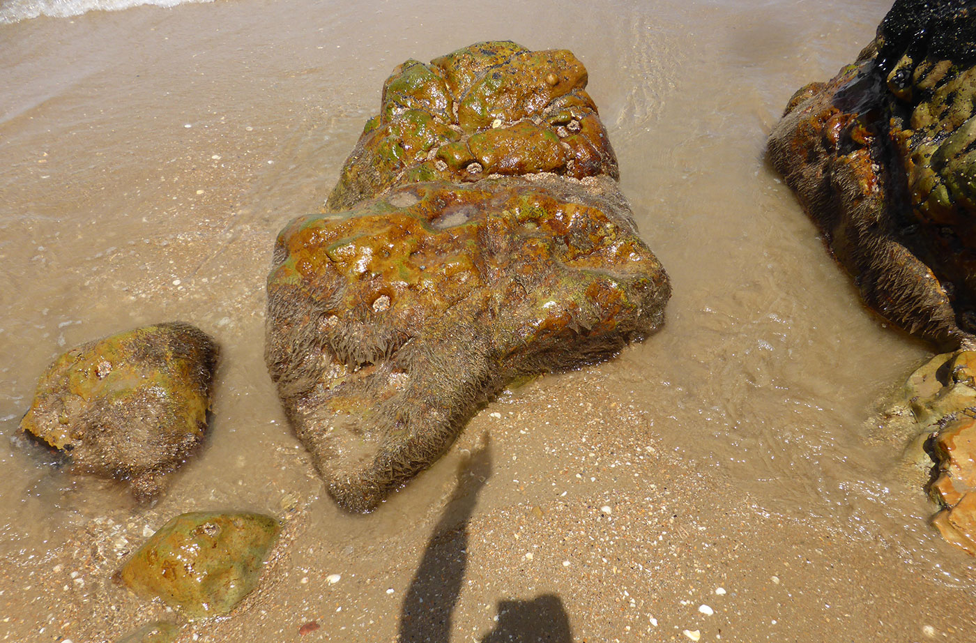 Maine-shaped rock on beach in Tasmania