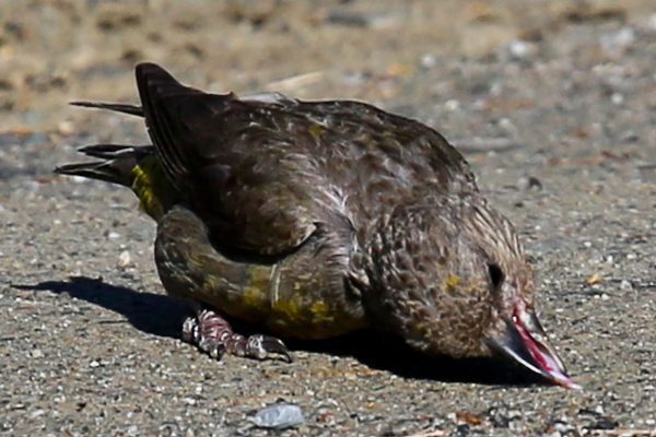 Red Crossbill