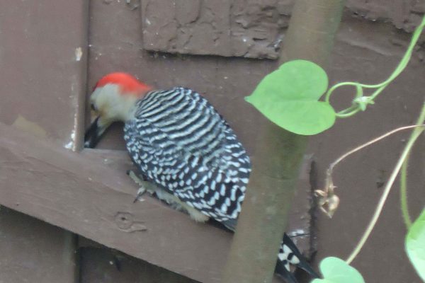 Red-bellied Woodpecker