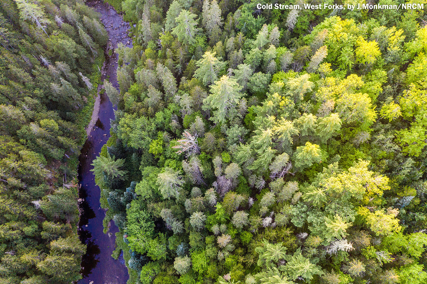 Cold Stream in the West Forks