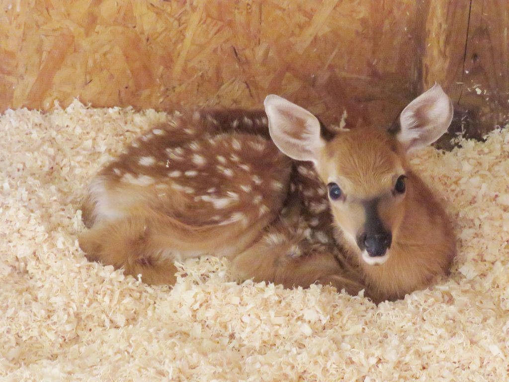 fawn