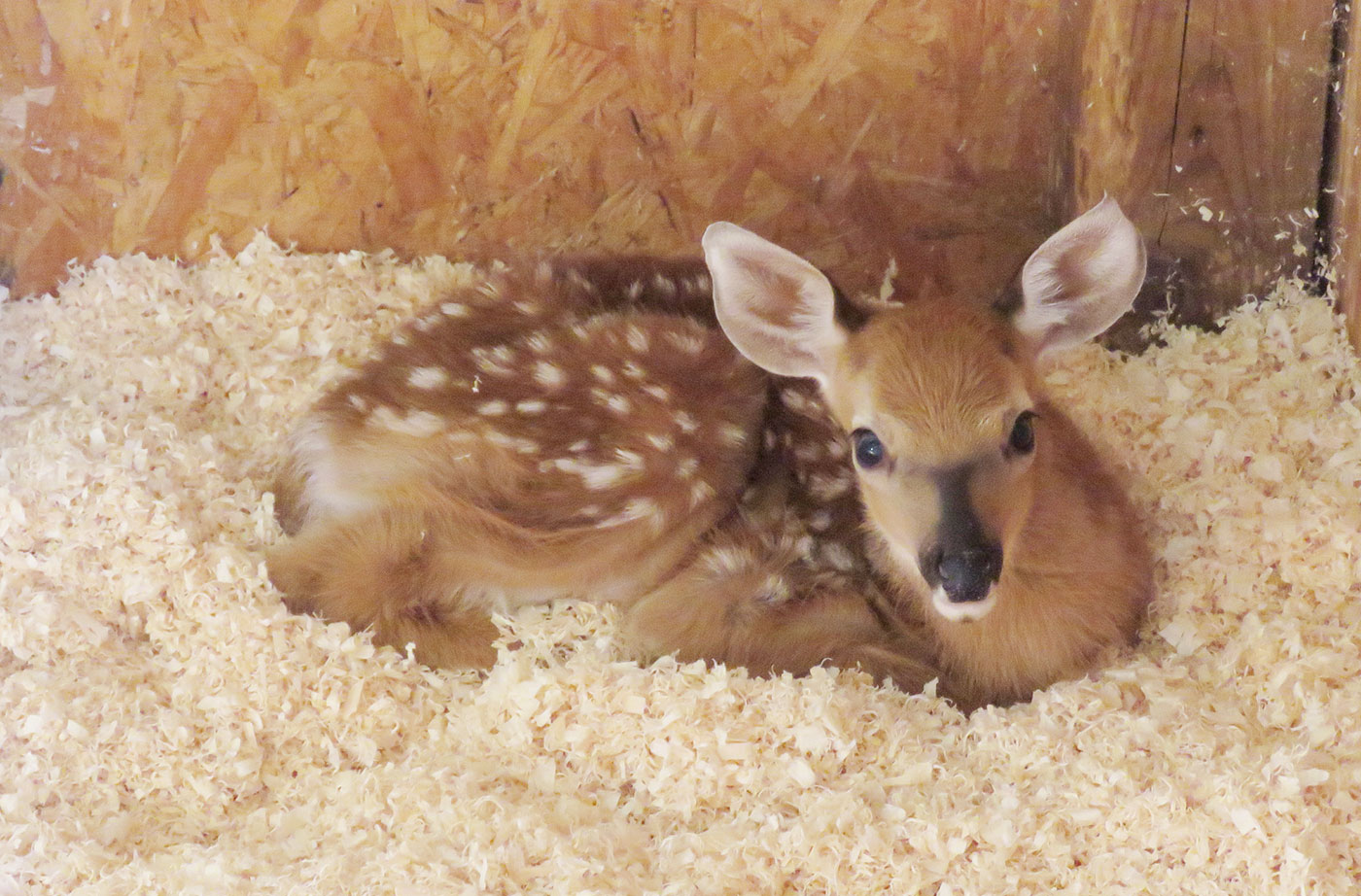 fawn