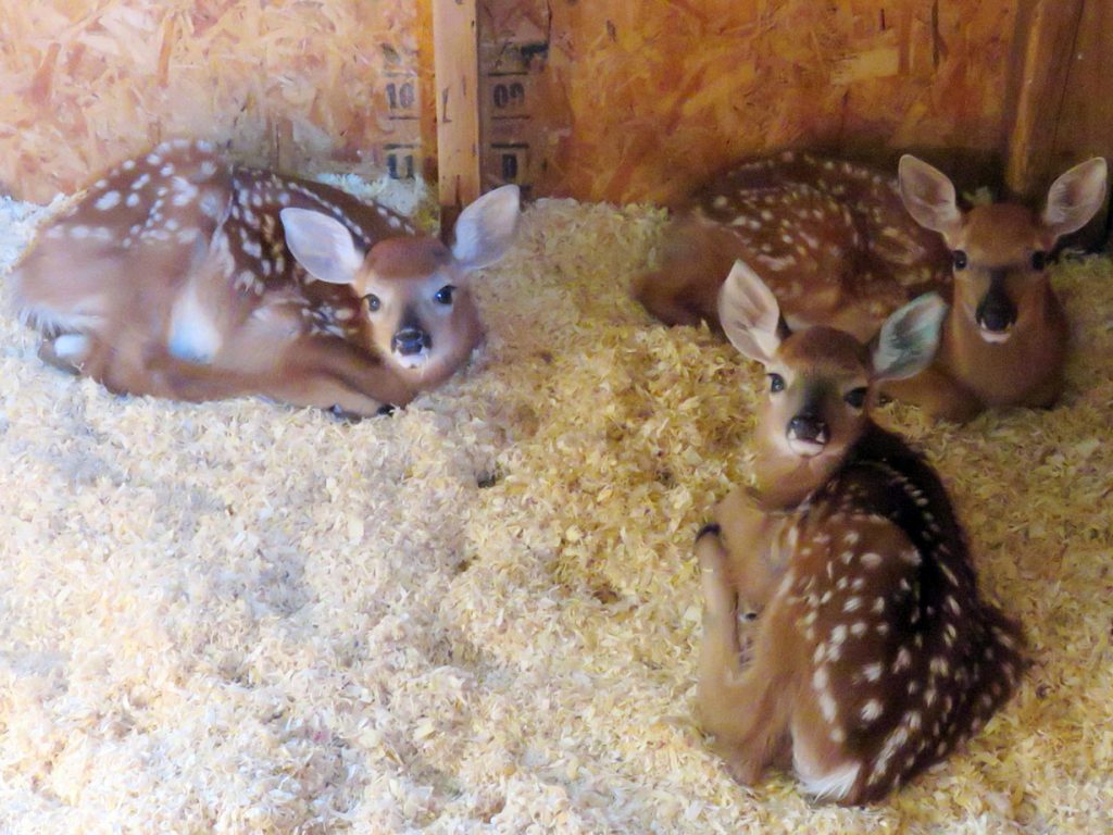 fawns