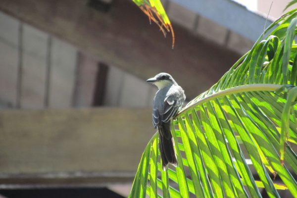 Gray Kingbird