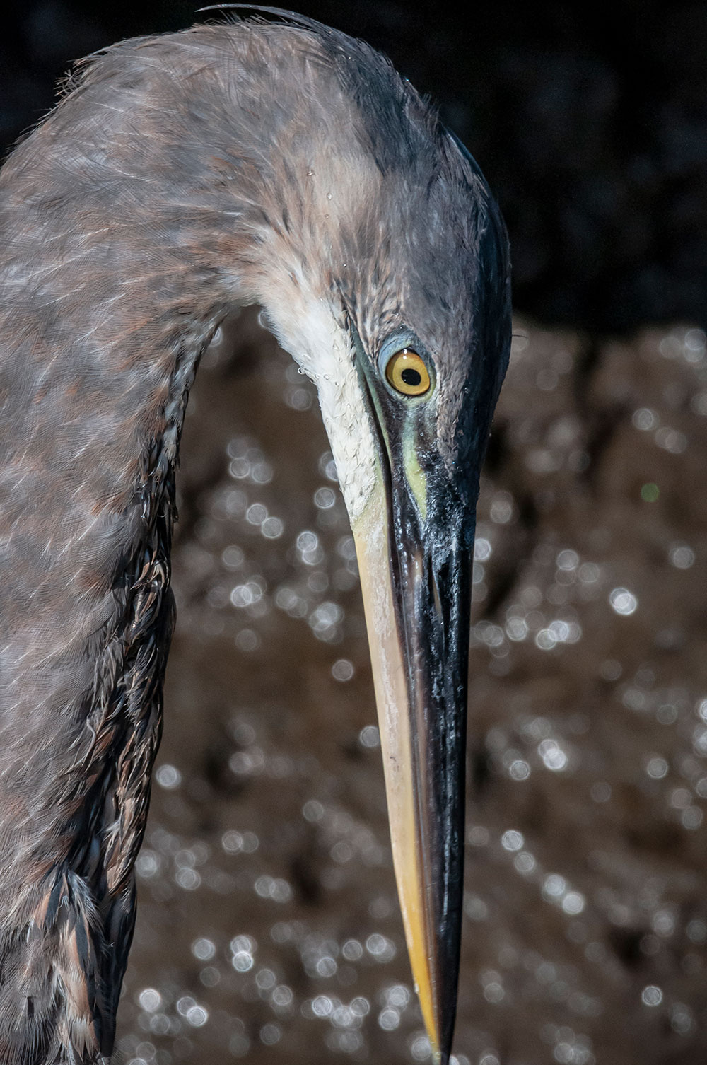 Great Blue Heron by Ted Anderson