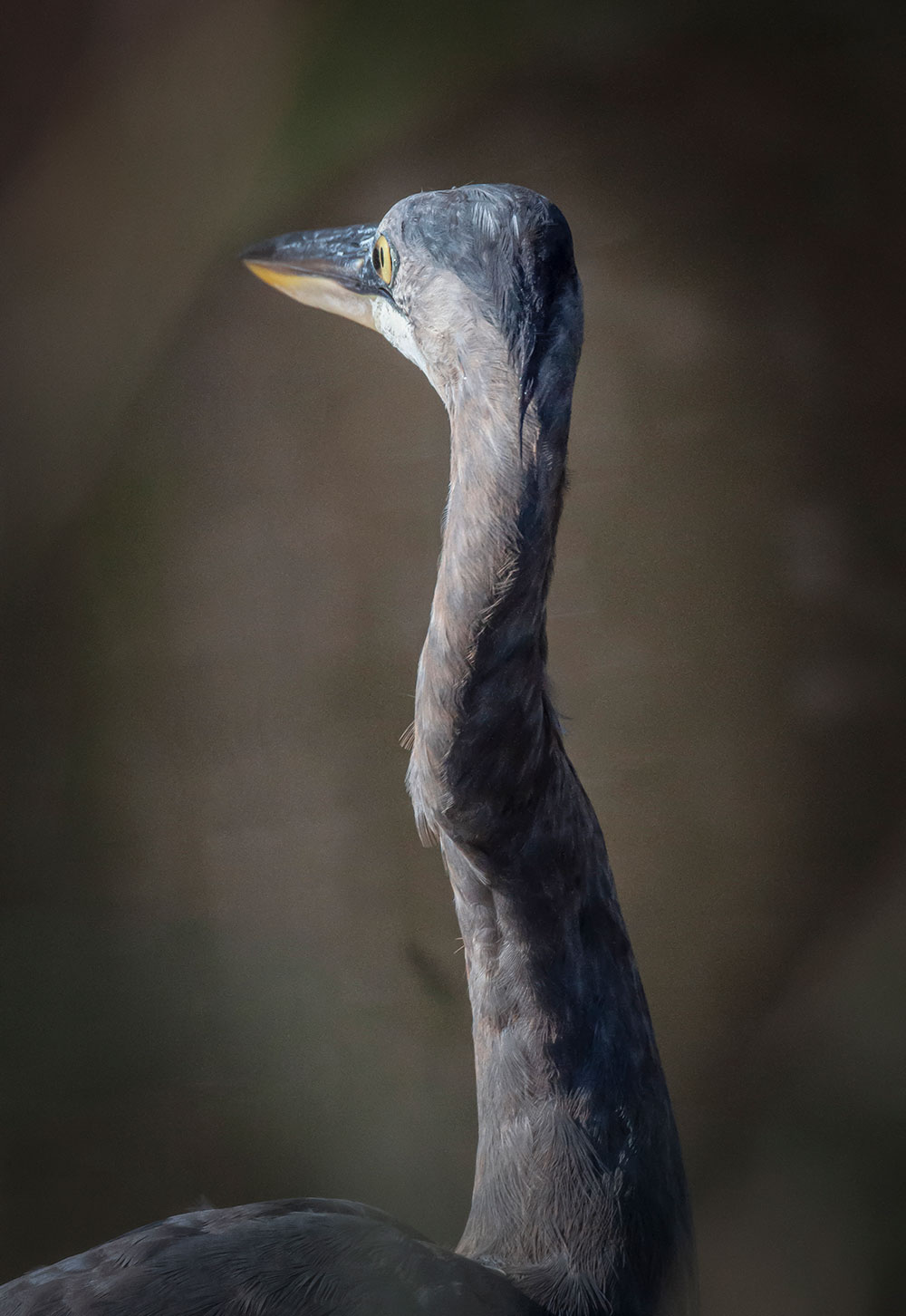 Great Blue Heron by Ted Anderson