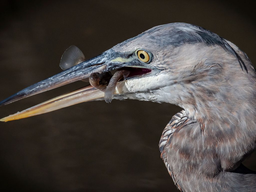 Great Blue Heron by Ted Anderson