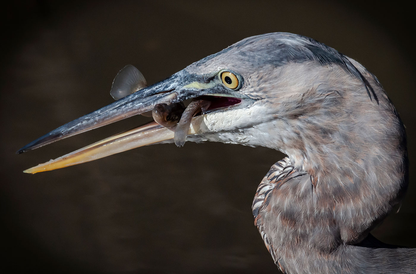 Great Blue Heron by Ted Anderson