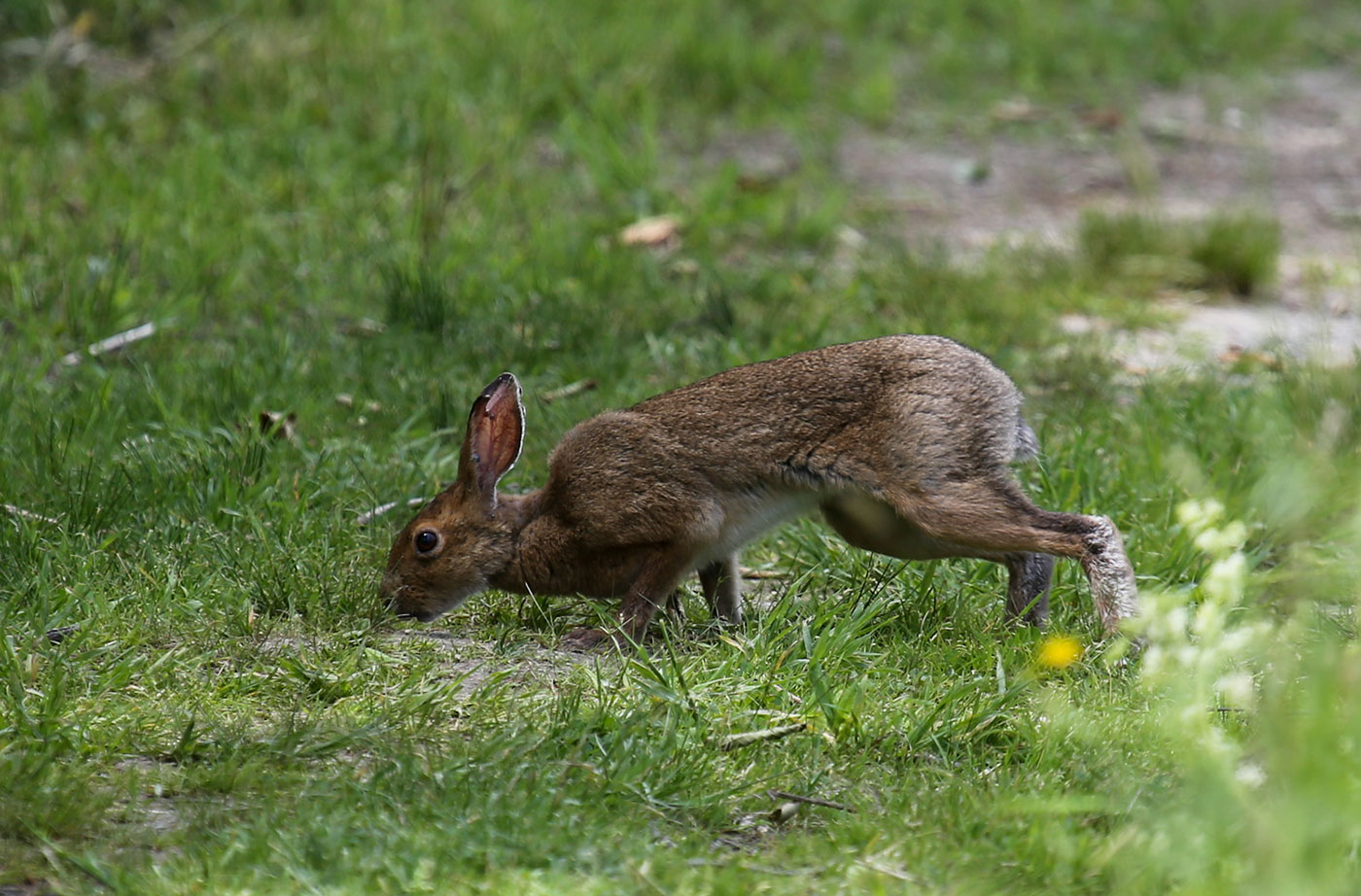 snowshoe hare