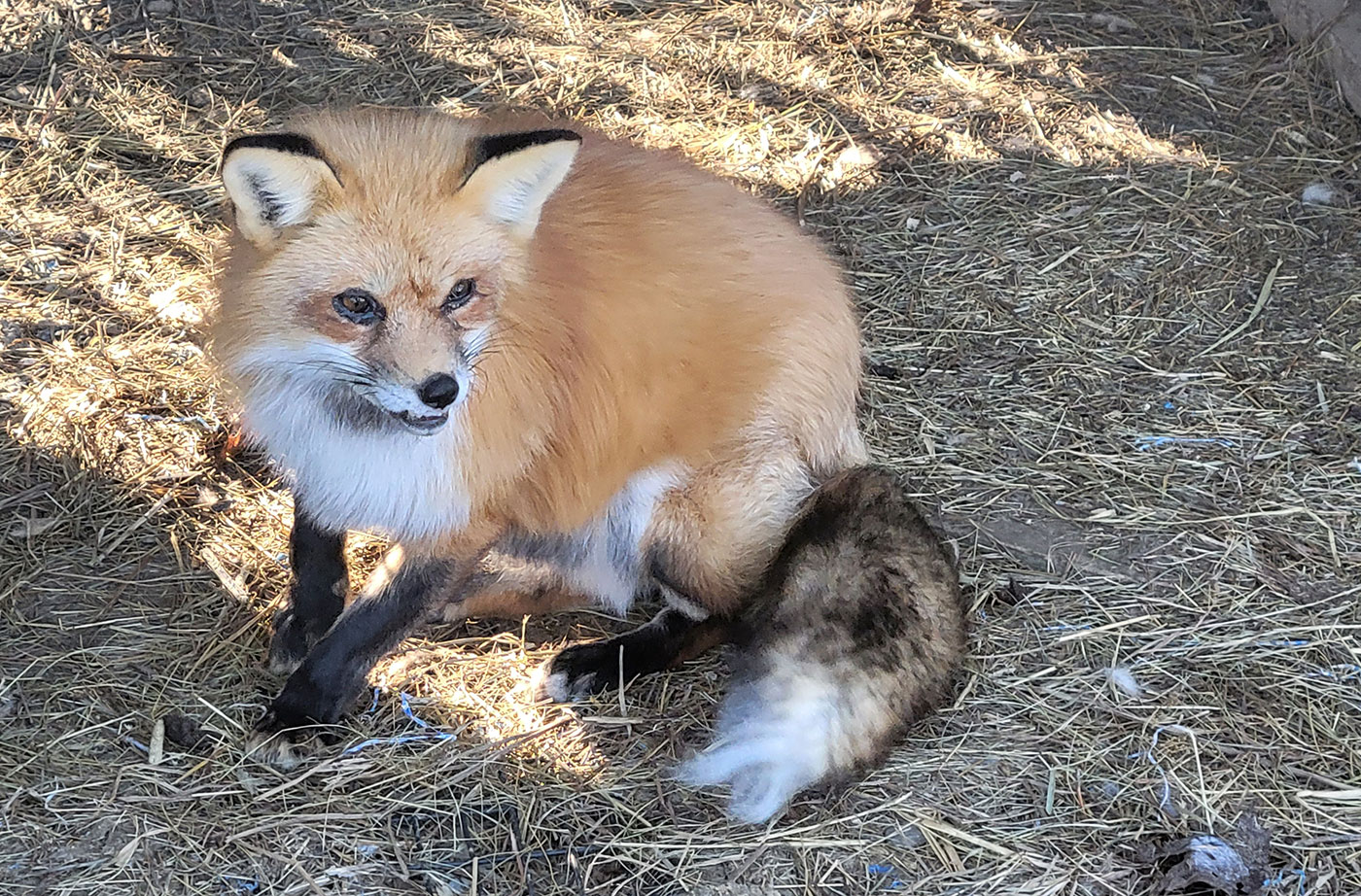 Suzy the fox