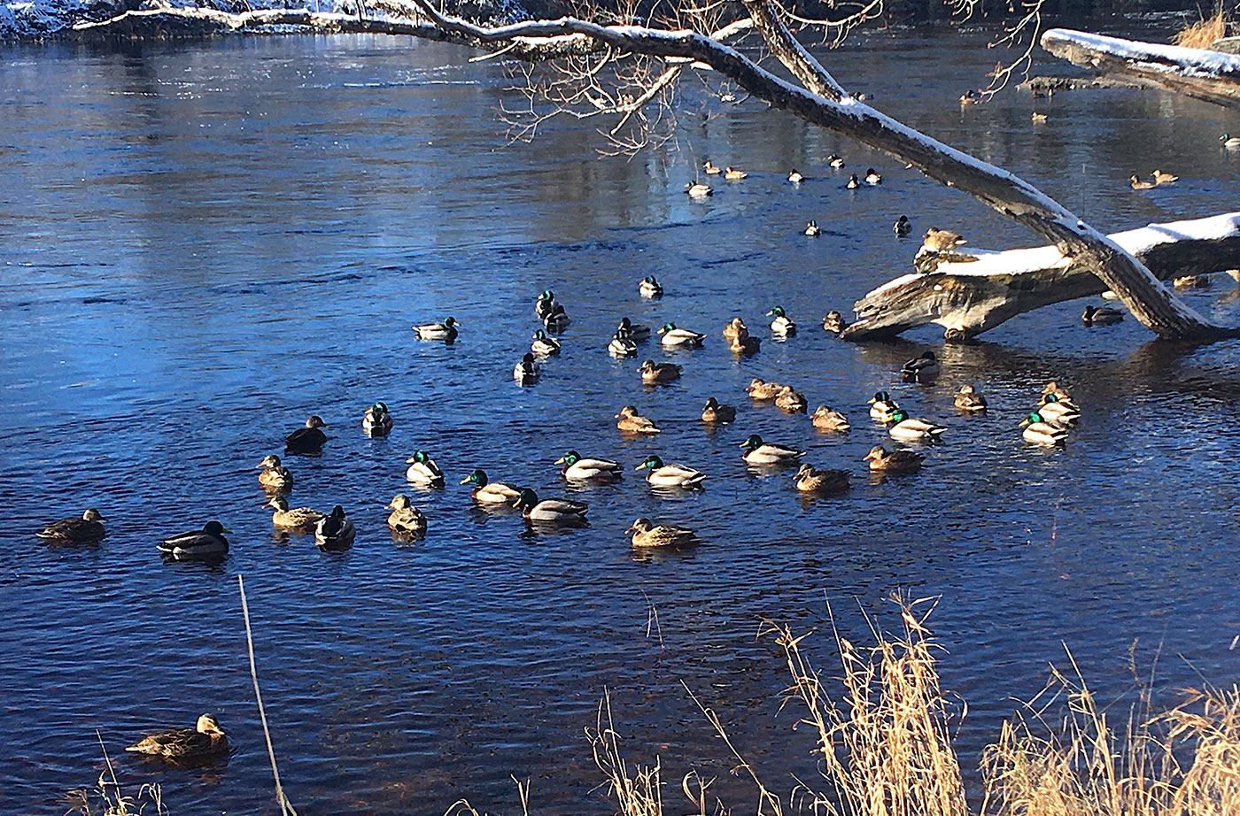 Mallards on Penobscot River