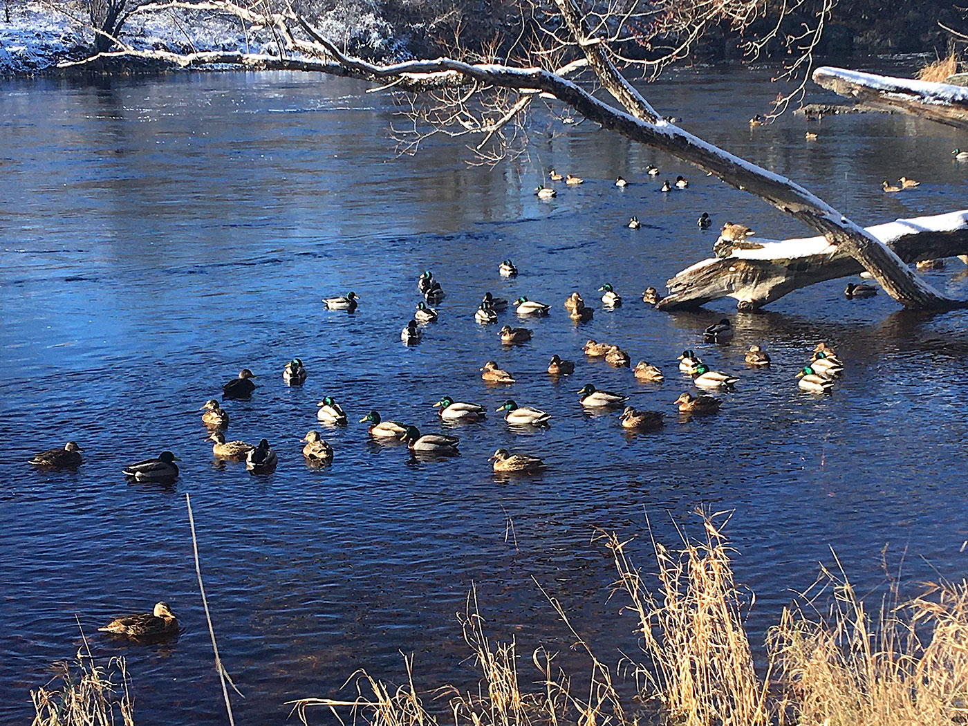 Mallards on Penobscot River in Old Town