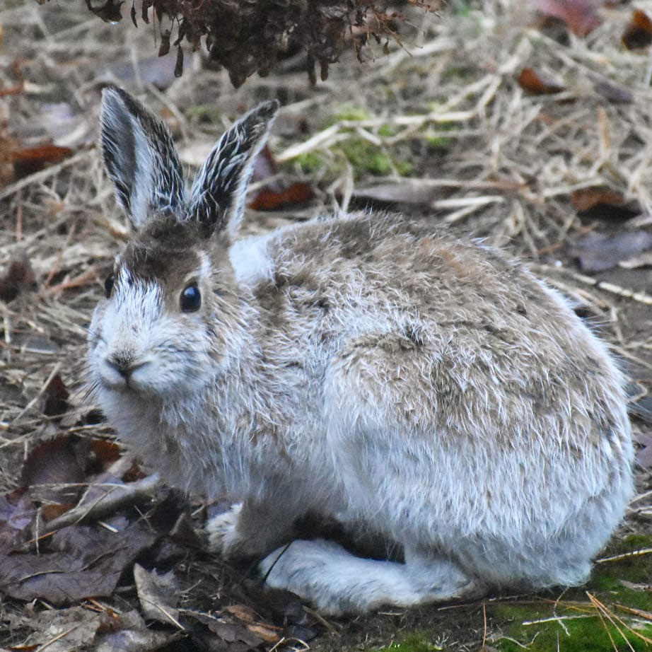 snowshoe hare