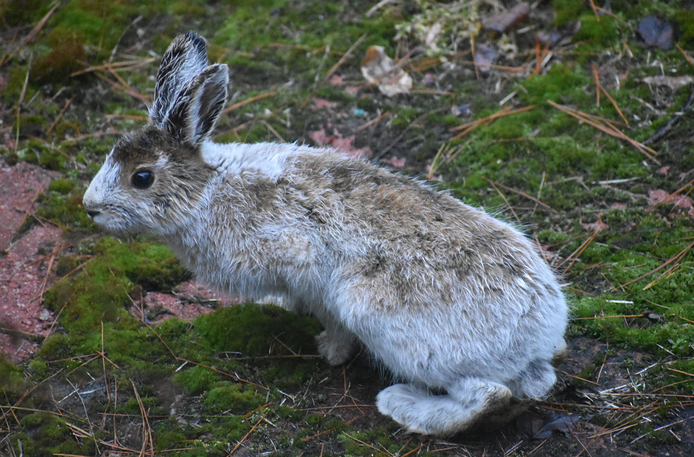 snowshoe hare