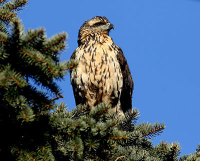 Great Black Hawk