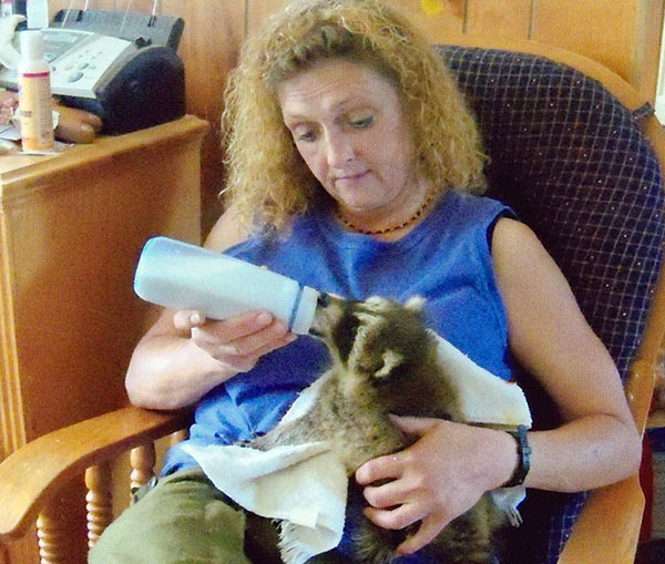 bottle feeding raccoons